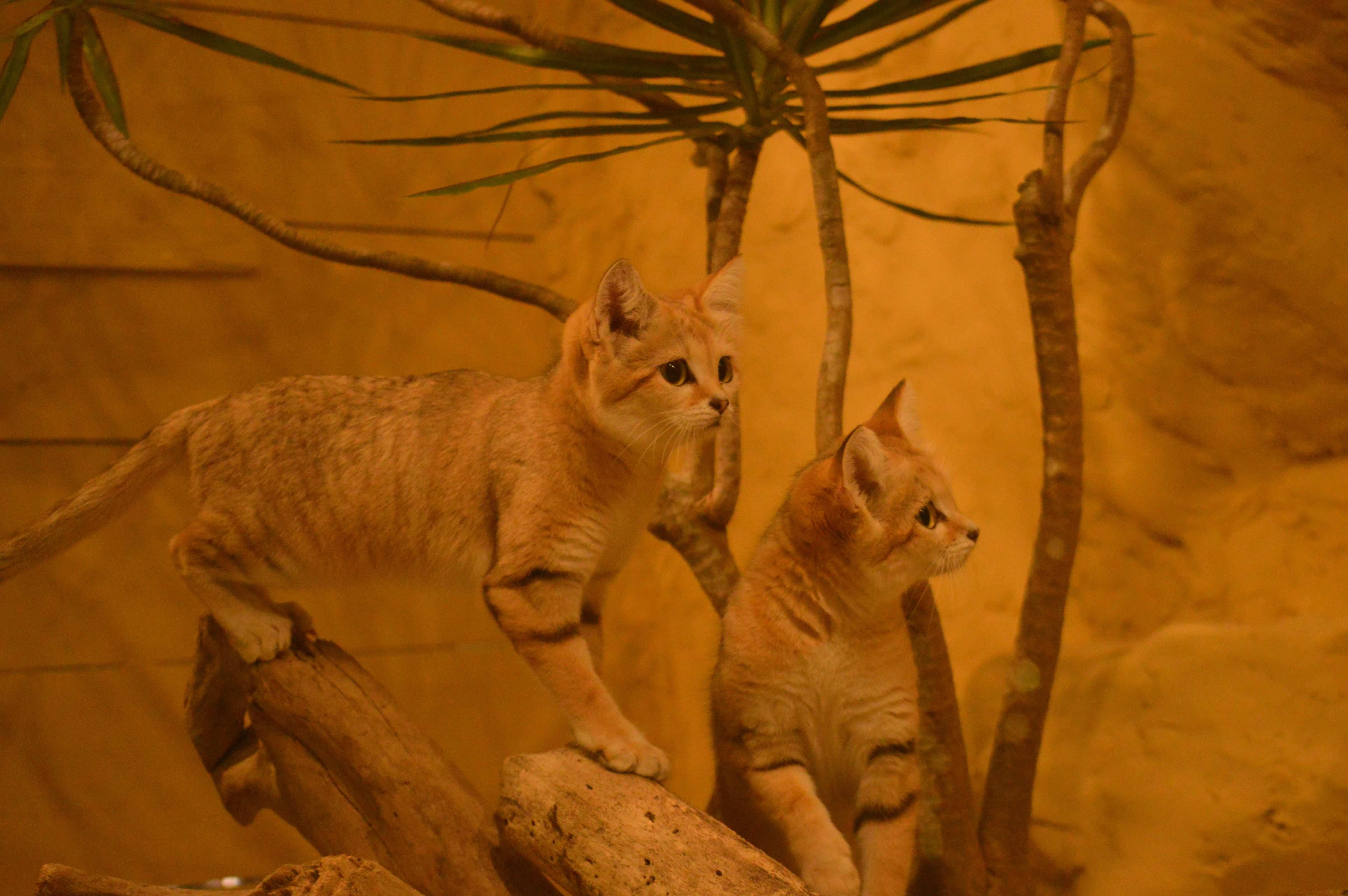 🏞️ 네오파크 오키나와 나고 자연동식물공원 이미지 4